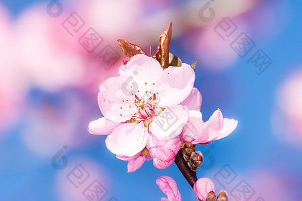 “春光”桃树的花朵