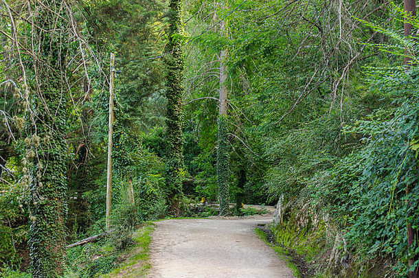 场景视图路径绿色森林坎布雷西塔科尔多瓦阿根廷