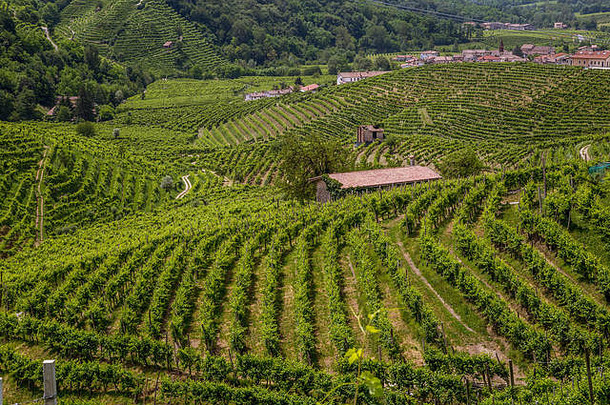 意大利维尼托瓦尔多比亚登地区，风景如画的山丘上有普罗塞科起泡葡萄<strong>酒</strong>的葡萄园。