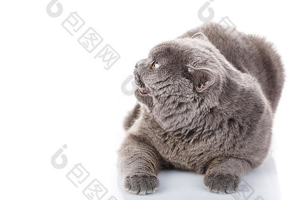肖像灰色的猫英国直黄色的眼睛白色
