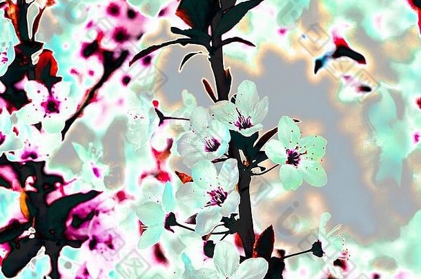 春樱花的x射线辉光效应。盛开的树木