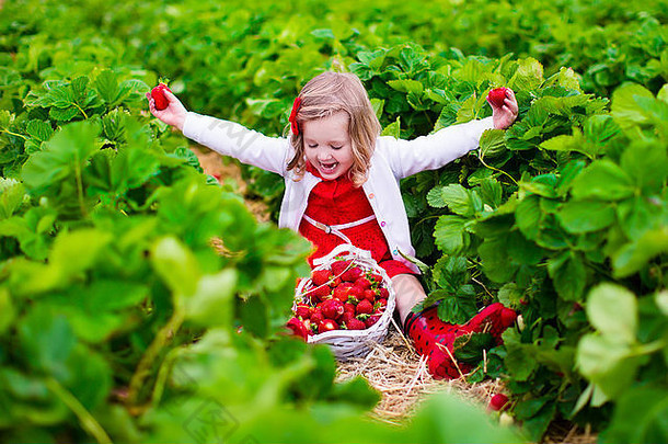 孩子在摘草莓。孩子们在有机草莓农场采摘新鲜水果。儿童园艺和收割。