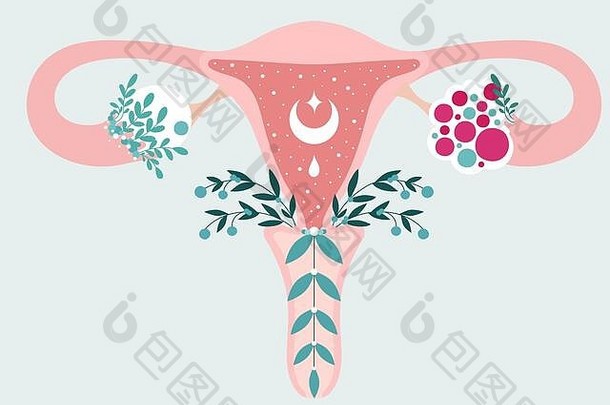 多囊卵巢综合征-花中子宫的解剖图。多囊卵巢综合征-生殖系统图。妇女健康