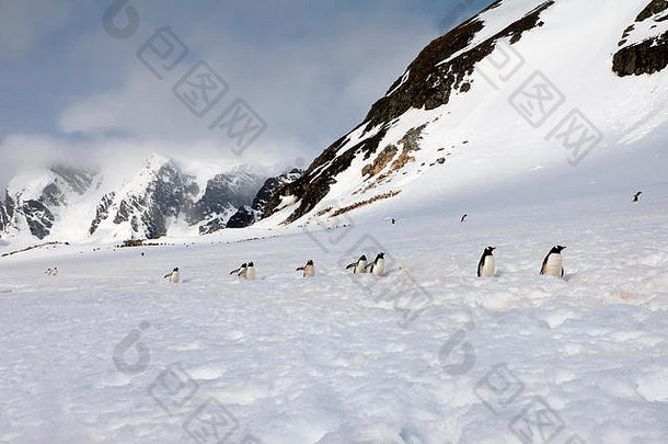 Gentoo企鹅Pygoscelis巴布亚走深雪Cuverville岛<strong>南极</strong>半岛