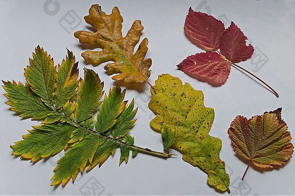 来自美丽的橡树、黑莓、榛子和山灰的秋天叶子的彩色植物标本室