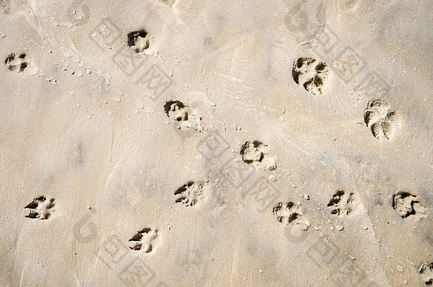 狗爪子打印散射光滑的沙子海岸海滩明亮的阳光