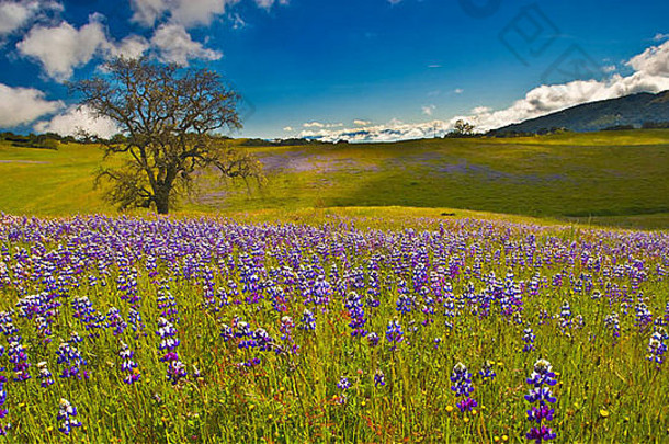 晚春的羽扇豆地点缀着加利福尼亚州中部加比兰山脉的山坡