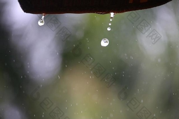 雨滴滴突出雨篷树焦点背景夏天佛罗里达