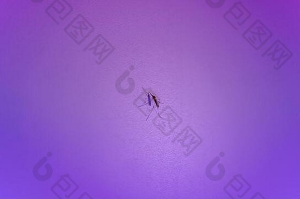 紫光墙前的蚊子