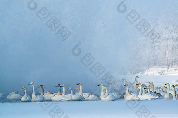 在俄罗斯西伯利亚阿尔泰克拉伊过冬的天鹅