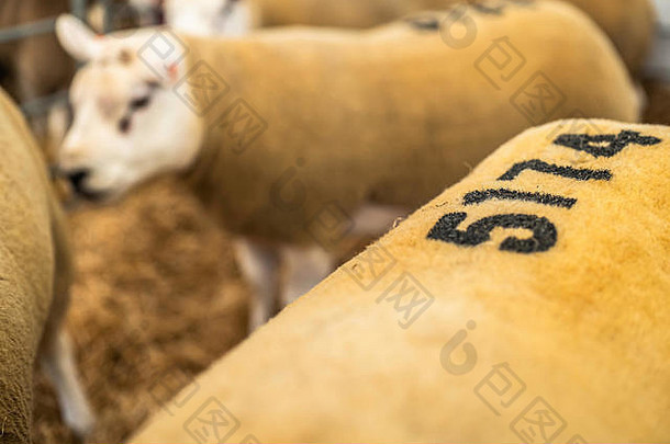 凯尔索，苏格兰边界，英国。2019年9月13日。凯尔索公羊是欧洲最大的一天<strong>销量</strong>。2019年，有一份