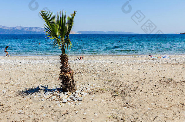 年轻的棕榈树前面公共海滩海岸线