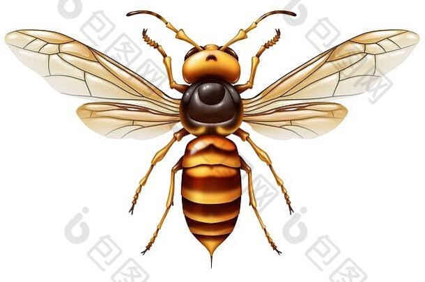 谋杀大黄蜂或亚洲巨型昆虫作为一种巨大的捕食者，杀死蜜蜂作为一种动物概念的入侵物种隔离在白色。
