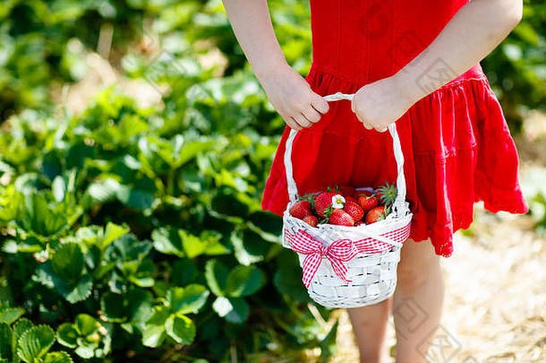 孩子挑选草莓水果农场场阳光明媚的夏天一天孩子们选择新鲜的成熟的有机草莓白色篮子选择浆果植物