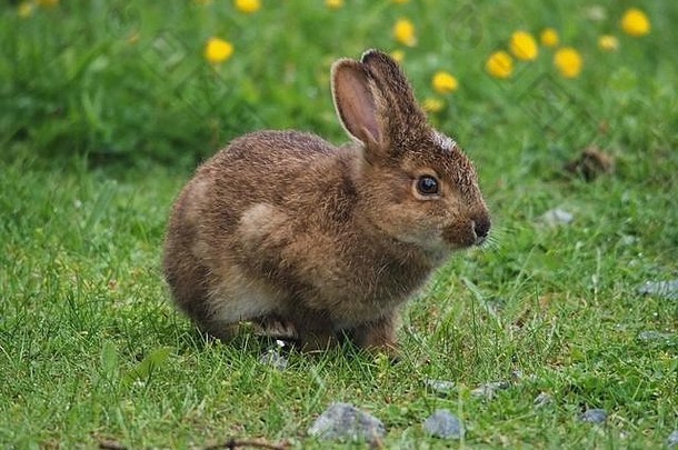 在加拿大纽芬兰，兔子（小<strong>猫</strong>）正在吃草