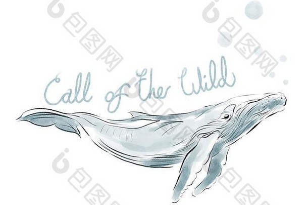 鲸鱼插图水彩画