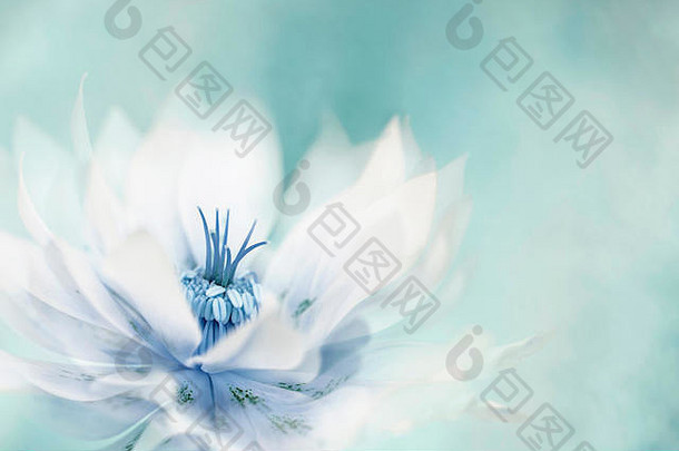特写，创意春暖花开的美丽形象。Hellebrous×hybridus‘双埃伦白’也称为蓝玫瑰或圣诞玫瑰