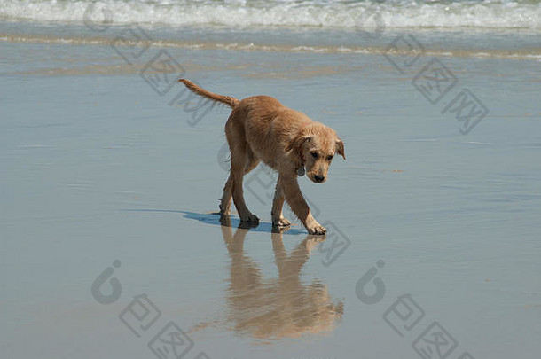 金寻回犬小狗反射水海滩