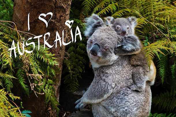 澳大利亚考拉熊本地的动物婴儿回来爱澳大利亚文本