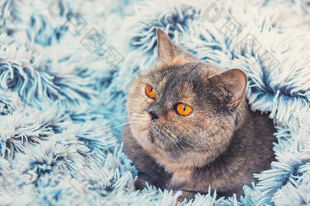 一只可爱的猫从柔软的蓝色毛毯下向外窥视。猫被毯子裹着。躺在床上的英国短毛猫