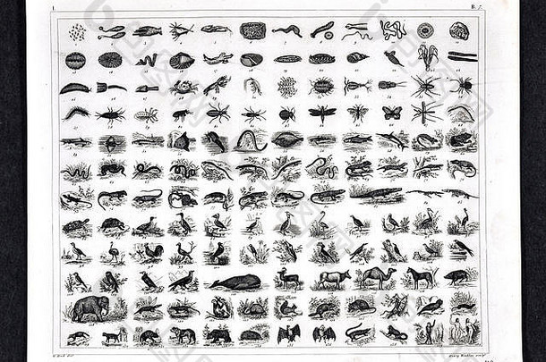 1849年比尔德地图集印刷动物王国物种进化图
