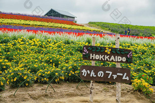 颜色花开花休闲农场北海道日本