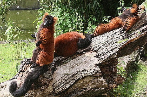 沐浴阳光的马达加斯加红叶狐猴（Varecia variegata rubra）