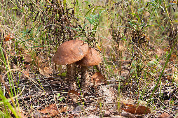 两种可食用的森林蘑菇的特写镜头褐冠牛肝菌生长在秋天的落叶和草地之间的森林中。