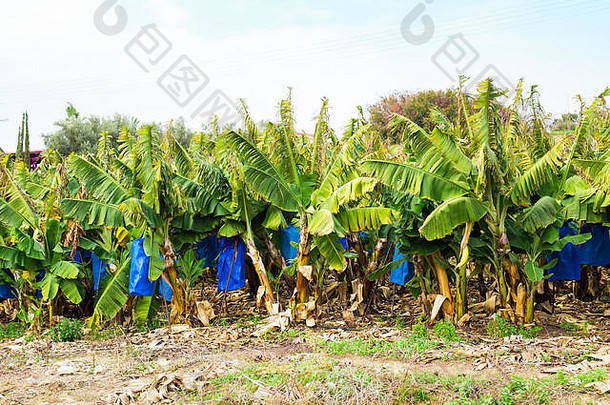 香蕉种植园覆盖网