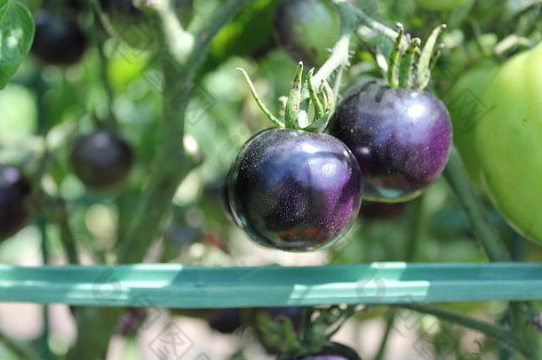 农场新鲜的紫色的樱桃西红柿日益增长的当地的<strong>社区花园</strong>