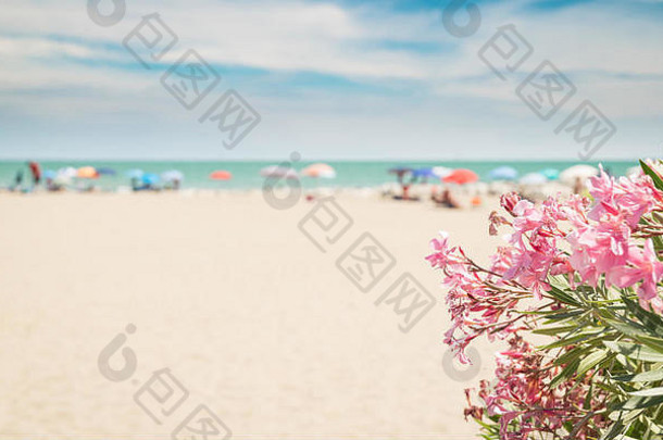 粉红色的夹竹桃海滩背景可用的复制空间