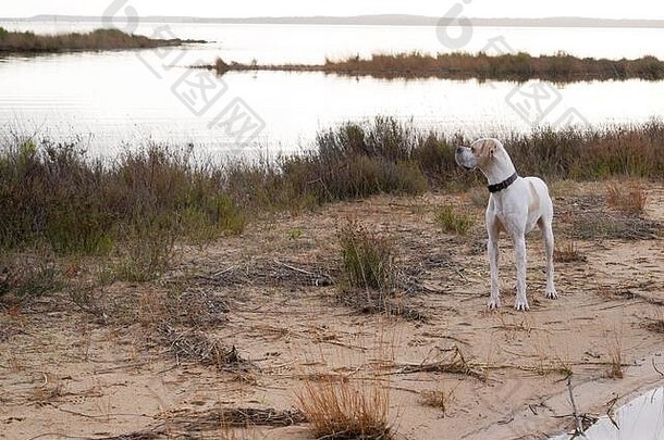 狗小狗沙子海滩前面湖