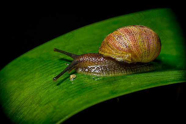 自然界深色蜗牛栖息在绿色植物表面