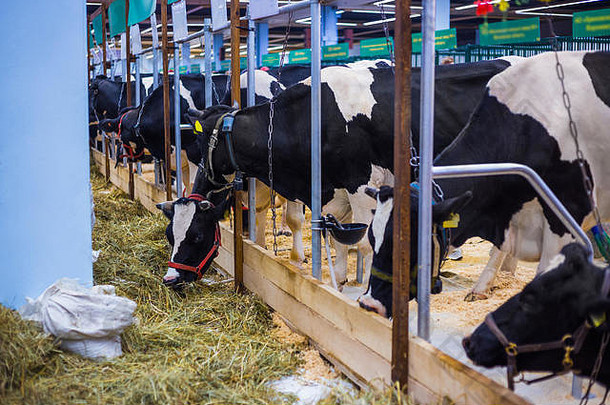 牛吃有乳制品农场