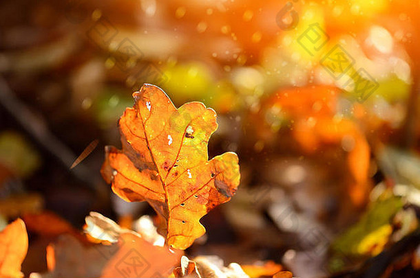 秋天森林里的橡树落叶在阳光下
