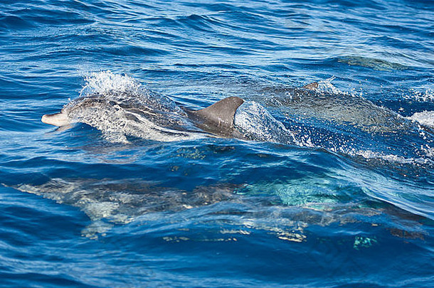 大西洋斑点海豚（Stenella frontalis）的一个科群，生活在圣米格尔岛南部的大西洋中