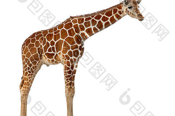 索马里长颈鹿网状的长颈鹿长颈鹿鹿豹座试一半年白色背景