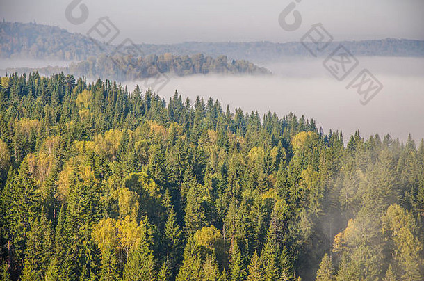 晨雾中山顶的针叶树。针叶林中<strong>浓浓</strong>的晨雾。茂密的绿色森林。