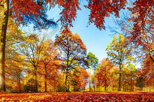 全景色彩斑斓的树公园秋天活泼的景观太阳闪亮的树叶