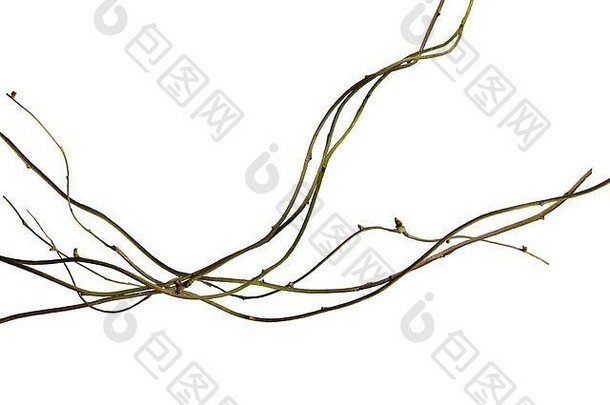 木根。螺旋扭曲的丛林树枝，白色背景上孤立的藤蔓藤本植物，包括修剪路径