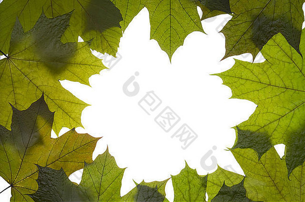 干绿色枫木树叶子框架白色