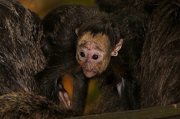 新生儿南美国白色面对萨基猴子pitheciapitheciagolden-faced萨基圭亚那地区的萨基猴子