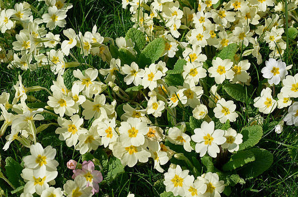 英国春天特有的报春花覆盖物