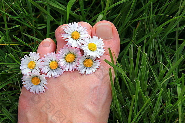 脚趾间的雏菊