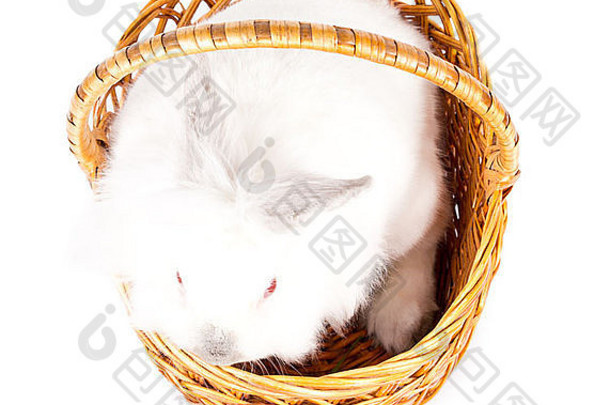 俯瞰图：一只可爱的毛茸茸的白色小兔子静静地坐在柳条篮子里，篮子的把手被白色隔开，象征着复活节。