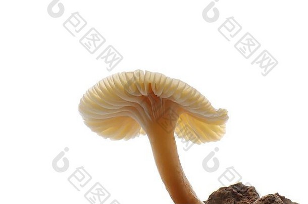 有毒的蘑菇白色背景