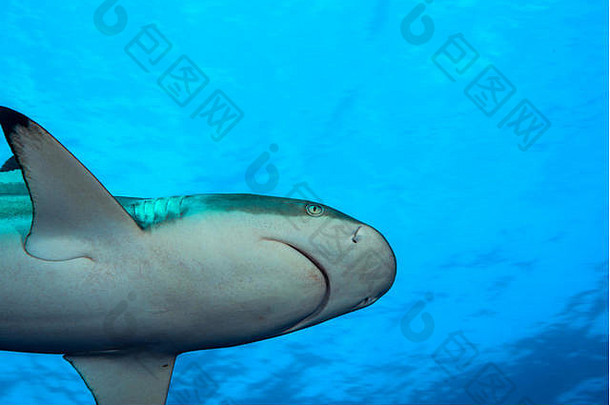 黑鳍礁鲨鱼游泳阳光鲨鱼潜水眩晕做吧岛密克罗尼西亚