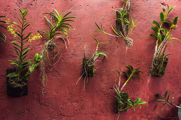 不同的植物在红色墙壁上的花盆里