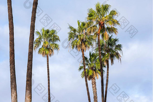 棕榈树映衬着多云的天空。美国加利福尼亚州。