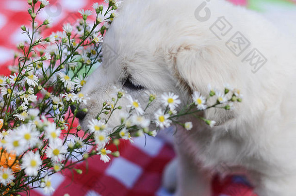 白色<strong>小</strong>狗嗅着格子桌布上的白色花朵。